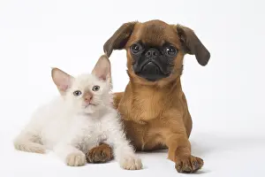 Miserable: Small Brabant Griffon / Petit Brabancon dog puppy with L