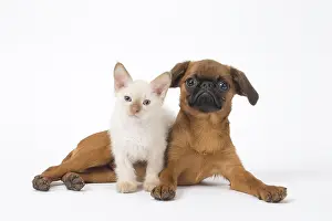 Miserable: Small Brabant Griffon / Petit Brabancon dog puppy with L