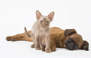 Griffons: Small Brabant Griffon / Petit Brabancon dog puppy with L