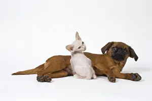 Griffons: Small Brabant Griffon / Petit Brabancon dog puppy with L