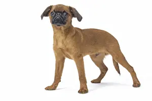 Studi: Small Brabant Griffon / Petit Brabancon dog in the studi