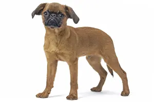 Miserable: Small Brabant Griffon / Petit Brabancon dog in the studi