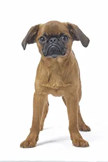 Miserable: Small Brabant Griffon / Petit Brabancon dog in the studi