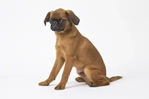 Studi: Small Brabant Griffon / Petit Brabancon dog in the studi