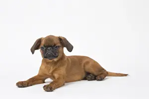 Studi: Small Brabant Griffon / Petit Brabancon dog in the studi