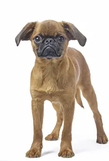 Miserable: Small Brabant Griffon / Petit Brabancon dog in the studi