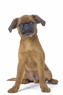 Miserable: Small Brabant Griffon / Petit Brabancon dog in the studi