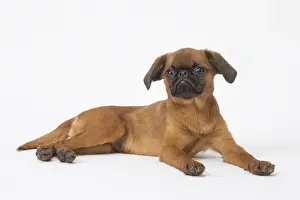 Studi: Small Brabant Griffon / Petit Brabancon dog in the studi