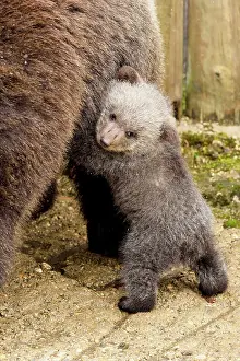 Arctos: Small brown bear (Ursus arctos), standing on its