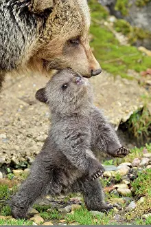 Arctos: Small brown bear (Ursus arctos), standing on its