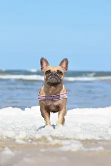 Harness: Small brown French Bulldog dog with maritime harness