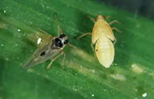 Planthopper: Small brown planthopper (Laodelphax striatellus)