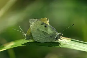 Rapae: Small / Cabbage White Butterflies - On leaf