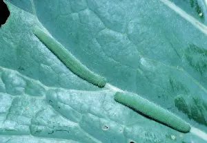Rapae: Small / Cabbage White Butterfly - 2 Larva / Caterpillar