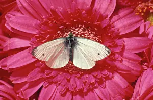 Rapae: Small / Cabbage White BUTTERFLY