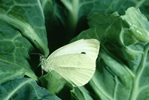 Rapae: Small / Cabbage White BUTTERFLY - on cabbage