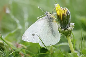 Rapae: Small / Cabbage White Butterfly - covered with autumn frost