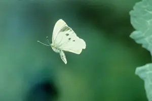 Rapae: Small / Cabbage White Butterfly - In flight