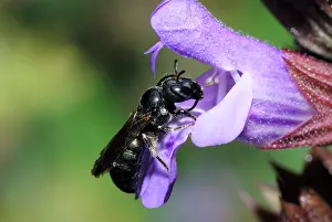 Sage: Small carpenter bee (Ceratina chalybea) on Sage