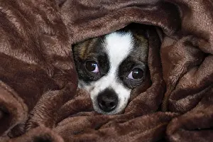 Cuddle: Small Chihuahua dog under blanket, Germany, Europe