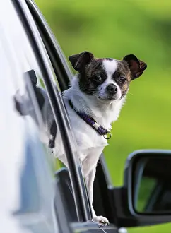 Windows: Small Chihuahua dog looking out of car window, Germany