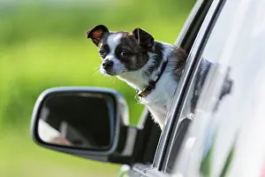 Windows: Small Chihuahua dog looking out of car window, Germany