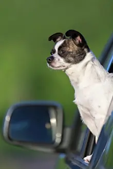Windows: Small Chihuahua dog looking out of car window, Germany