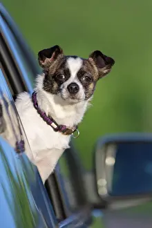 Windows: Small Chihuahua dog looking out of car window, Germany