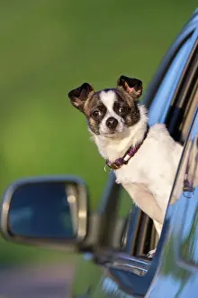 Windows: Small Chihuahua dog looking out of car window, Germany