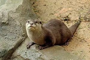 Clawed: Small-clawed otter
