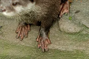 Clawed: Small-clawed otter feet
