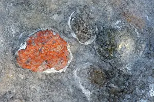 Vesturland: Small colourfull pebbles frozen in ice