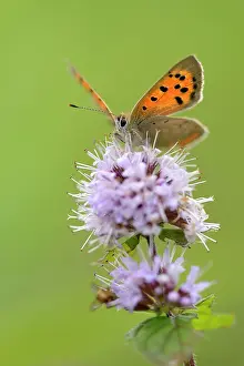 Mentha: Small Copper