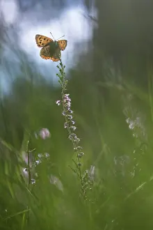 Lycaena: Small Copper