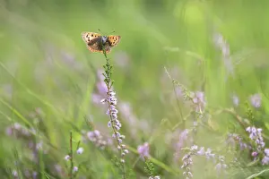 Lycaena: Small Copper