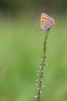 Lycaena: Small Copper