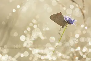 Lycaena: Small Copper