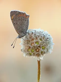 Lycaena: Small Copper
