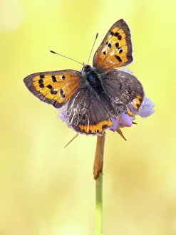 Lycaena: Small Copper