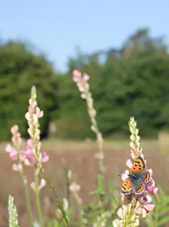 Lycaena: Small Copper