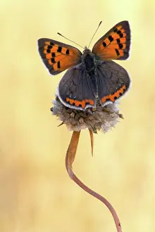 Lycaena: Small Copper