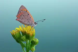 Copper: Small Copper