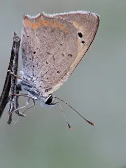 Copper: Small Copper