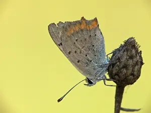 Copper: Small Copper