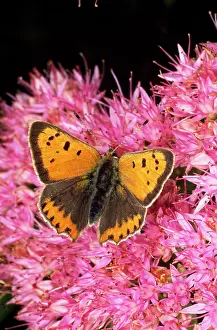 Lycaena: Small Copper Butterfly