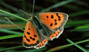 Lycaena: SMALL COPPER BUTTERFLY