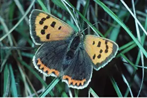Copper: SMALL COPPER BUTTERFLY
