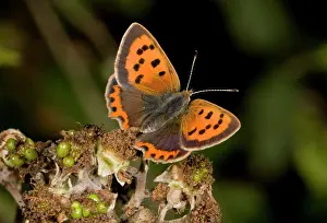 Bramble: Small Copper Butterfly - feeding on bramble flowers
