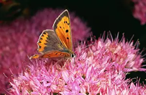 Lycaena: Small Copper BUTTERFLY - on flower
