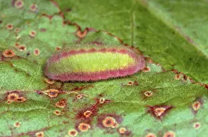 Lycaena: Small Copper Butterfly - larvae